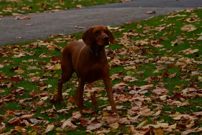 DSC_0469 (Large).JPG